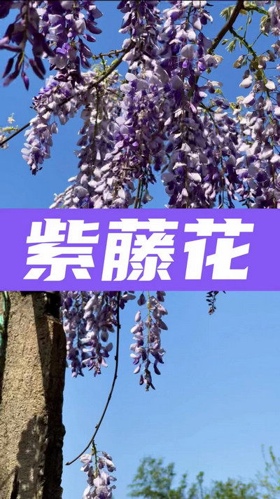 春有約，花不誤，陌上紫藤香如故。